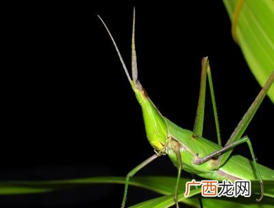 蝗虫和蚂蚱的区别,蚂蚱和蝗虫、蚱蜢有什么区别？