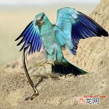饮鸩止渴的鸩是什么意思？