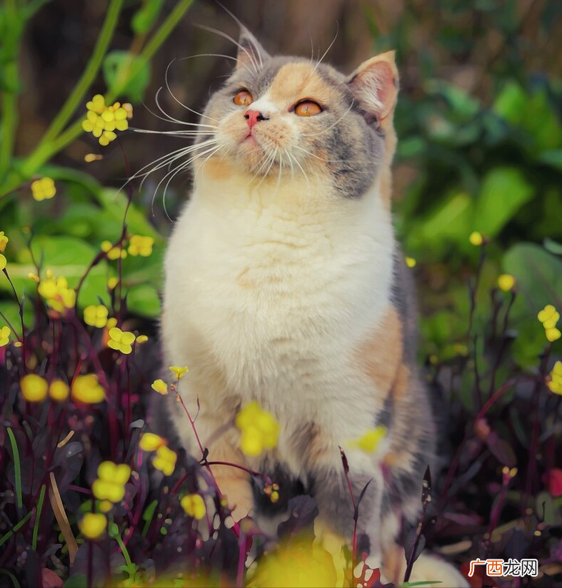 这7招就管用 怎么教出一只粘人的猫