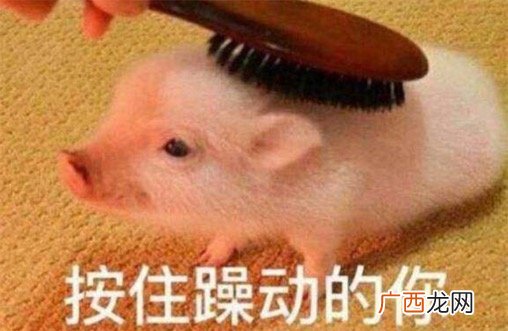 猪精是什么意思什么梗 猪精可以辟邪吗