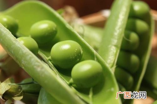 蚕豆放冰箱发芽能吃吗,蚕豆出芽的做法？