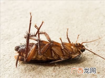 有蟑螂怎么办,房子里总是有蟑螂，怎么办？