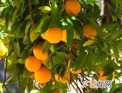 增甜剂对人体有害吗,增甜素是怎么增甜的？
