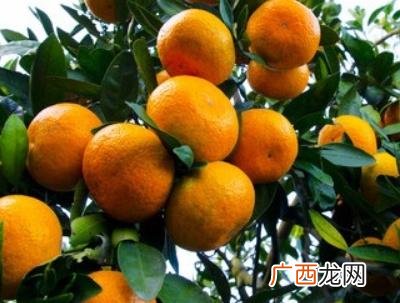 增甜剂对人体有害吗,增甜素是怎么增甜的？