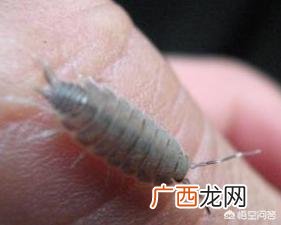 家里潮湿会有什么虫子,家里的潮虫是怎么来的？