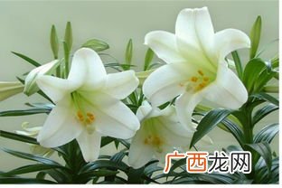 百合是什么意思,百合这个词汇什么意思？