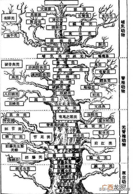 老鼠与人类基因最接近 为什么老鼠基因和人类高度相似