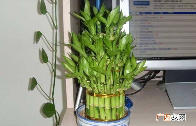 一般家庭养几支富贵竹 富贵竹养几根才最旺财
