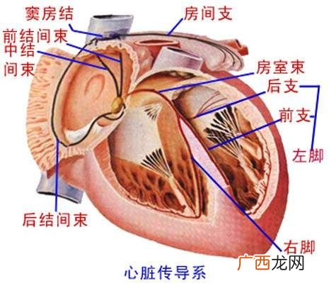心脏在哪边左还是右,心脏在左还是右?