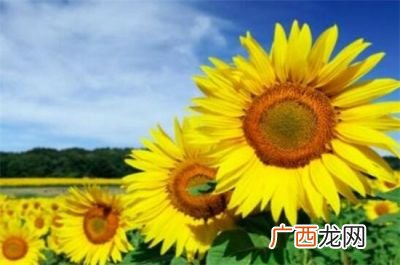 阳光的寓意和象征,代表着希望、积极向上的事物？