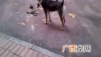 蝇营狗苟是什么意思,大言炎炎，蝇营狗苟。出自何处，是什么意思。谢谢？