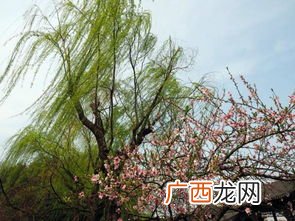 柳暗花明是什么意思,山重水复柳暗花明的意思？