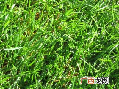 grass是什么意思英语,grass名字翻译成汉字是什么？