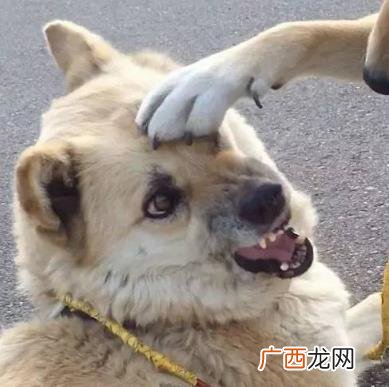 摸头杀是什么意思？撩妹必杀技：摸头把追求女生给秒杀拿下