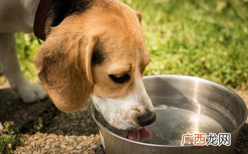 段子里狗喝水是什么意思什么梗？女神说狗喝水段子 狗喝水污内涵