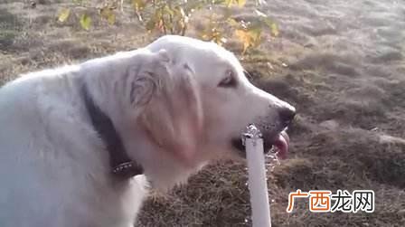 段子里狗喝水是什么意思什么梗？女神说狗喝水段子 狗喝水污内涵