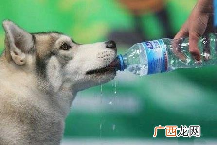 段子里狗喝水是什么意思什么梗？女神说狗喝水段子 狗喝水污内涵