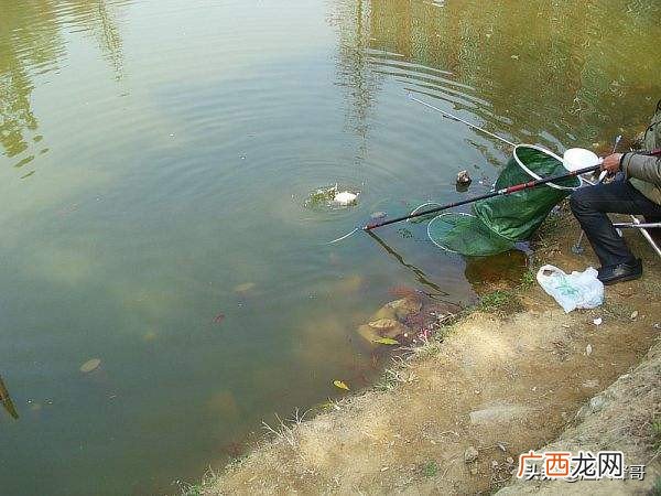 想要在水库钓鲫鱼最关键的是什么 水库钓鲫鱼方法和技巧