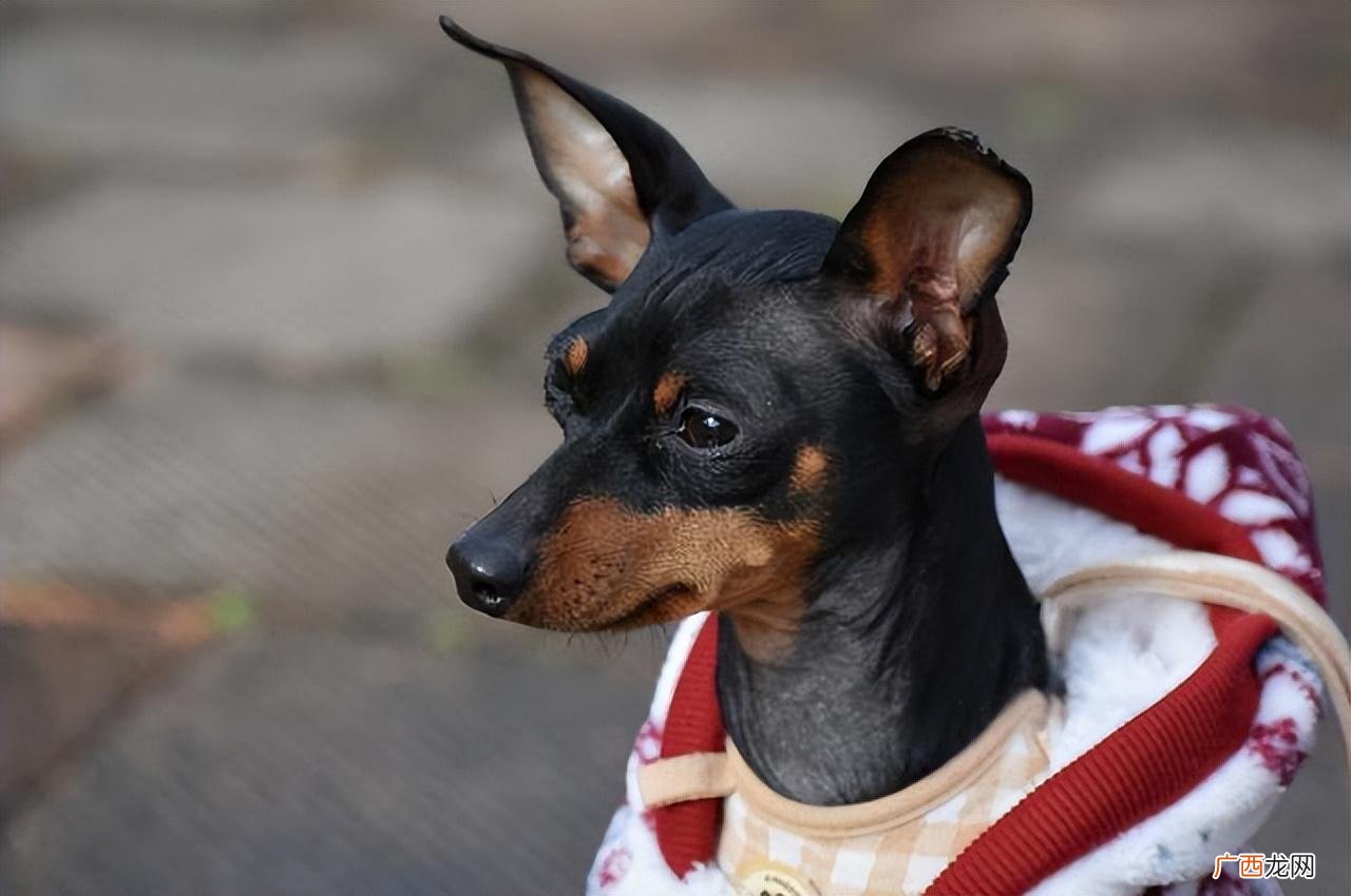 为什么没人养小鹿犬 为什么不建议养小鹿犬