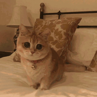 一分钟教你买到纯种 金渐层猫怎么看品相好坏