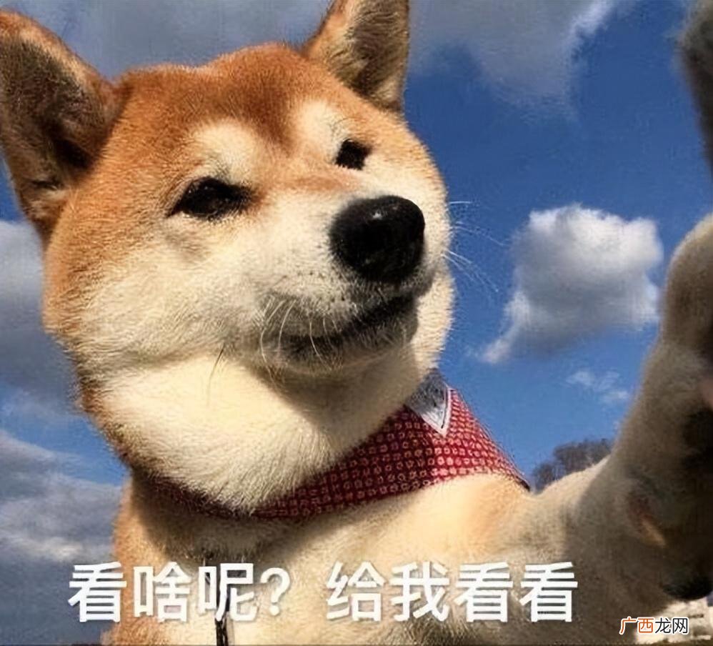 看它的这些行为，你就知道了 怎么判断狗狗把你当什么