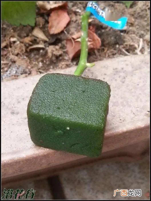 花泥泡水多长时间能用,花泥干了还能用吗?