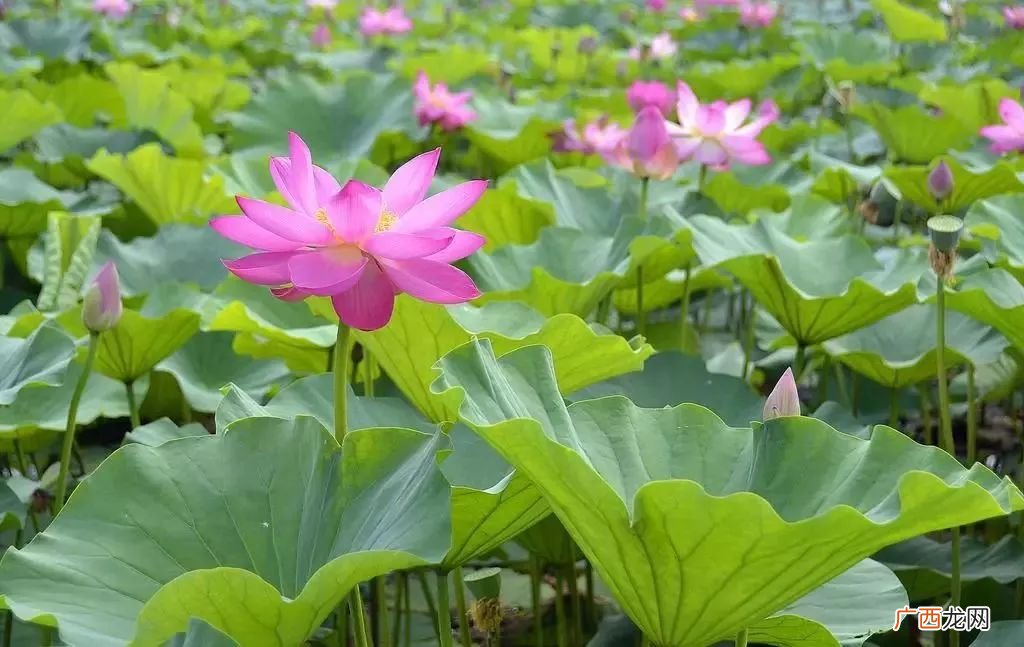 荷花莲花有什么区别是什么,荷花和藕的关系是什么?