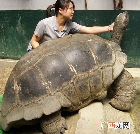 塞舌尔群岛巨龟的现状介绍 历史上寿命最长的乌龟