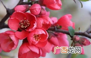 海棠文是什么意思,海棠小说网怎么写小说？