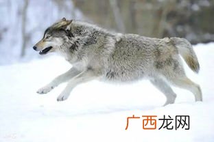 wolf是什么意思,wolf翻译中文是什么?