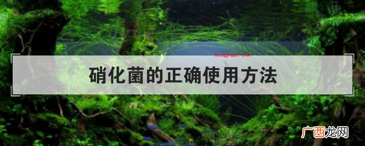 硝化菌的正确使用方法