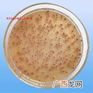 硝化菌的正确使用方法