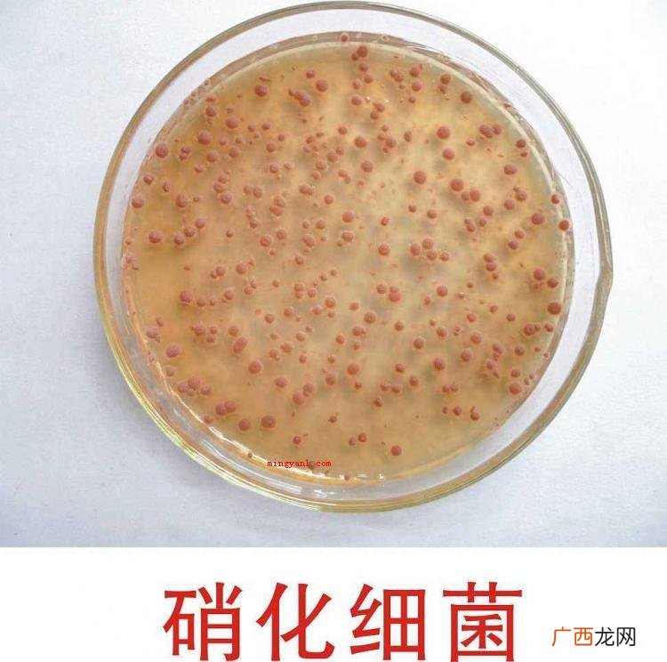 硝化菌的正确使用方法