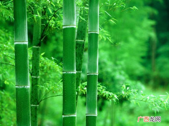 屋前种什么树最旺风水，门前栽四大镇宅之树，旺宅风水好！