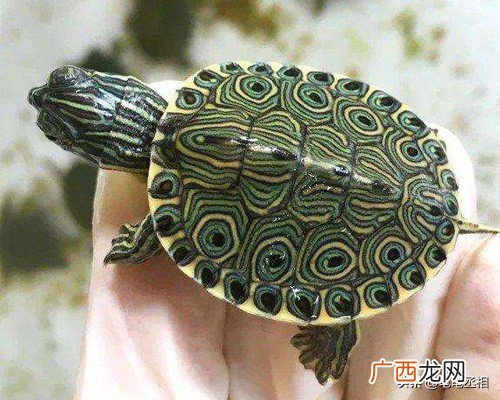 龟苗应该多久喂一次一次喂多少 乌龟一次吃几粒龟粮