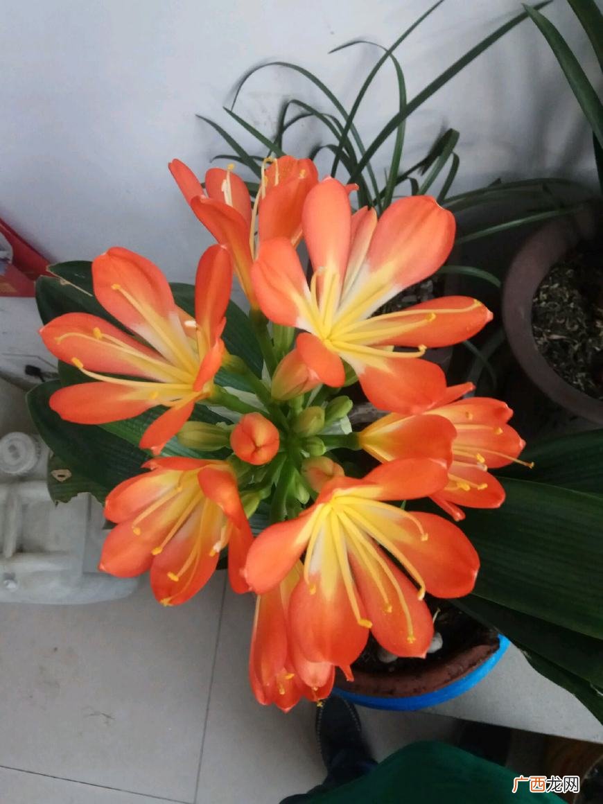5种旺宅旺财植物 客厅放什么花好招财又聚财呢