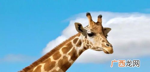 giraffe是什么意思,jacket 和giraffe的区别？