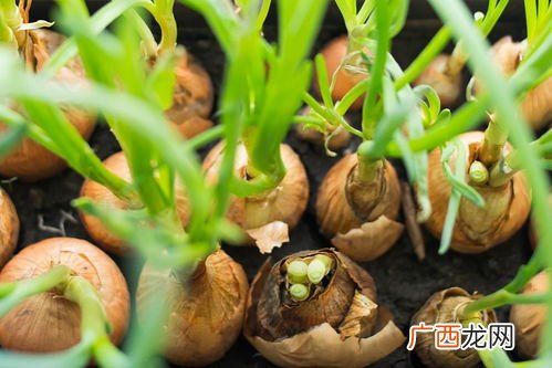 水仙文是什么意思,乔瑟夫康纳德作品？