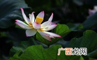 自性自度什么意思,修己度人什么意思？