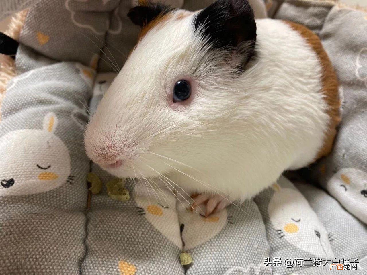 荷兰猪为何要慎用抗生素？ 荷兰猪用什么抗生素