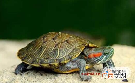 家里养乌龟有什么忌讳