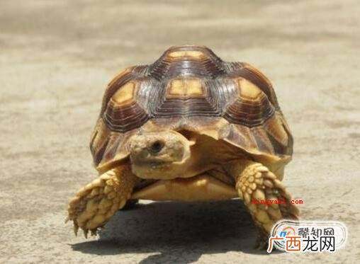 家里养乌龟有什么忌讳