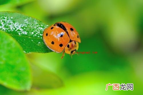 下雨了下雨了什么动物躲进了什么伞