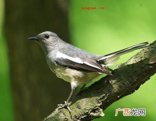 下雨了下雨了什么动物躲进了什么伞