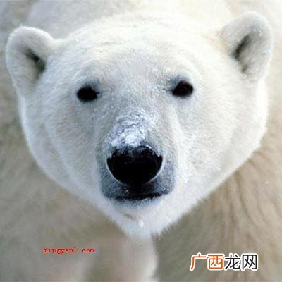 北极熊的皮肤是什么颜色？