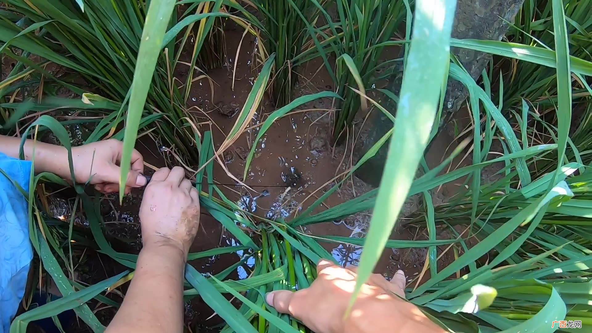 关于黄鳝的生活环境及特点介绍 黄鳝是鱼吗好不好抓