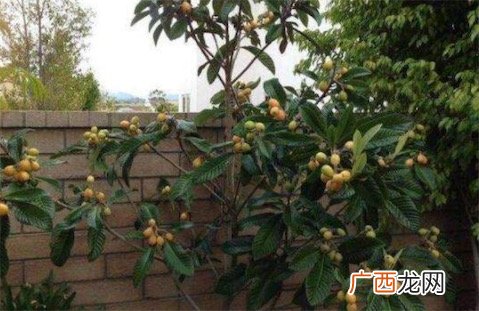 你爹开始种枇杷树了是什么意思什么梗 你爹开始种枇杷树了的含义