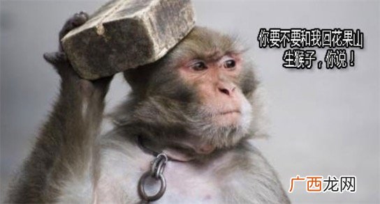 我要给你生猴子是什么梗 我要给你生孩子的谐音