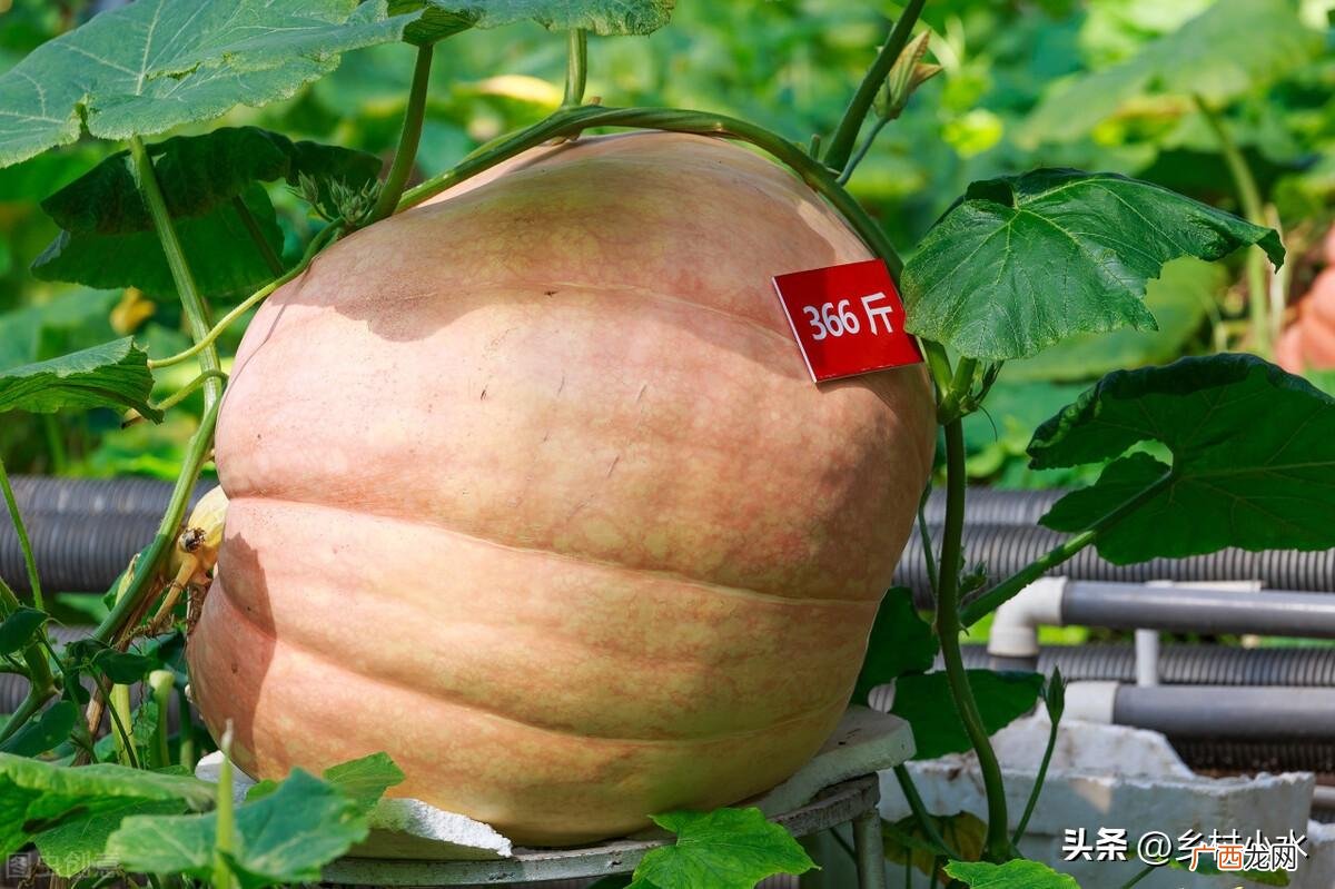 南瓜怎么施肥 南瓜的种植方法和管理技术