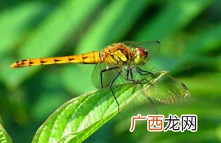 蜻蜓点水是什么意思,蜻蜓而言的成语有什么？